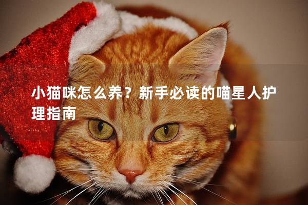 小猫咪怎么养？新手必读的喵星人护理指南