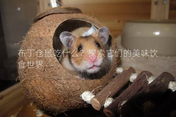 布丁仓鼠吃什么？探索它们的美味饮食世界