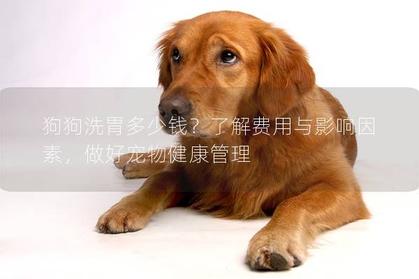 狗狗洗胃多少钱？了解费用与影响因素，做好宠物健康管理