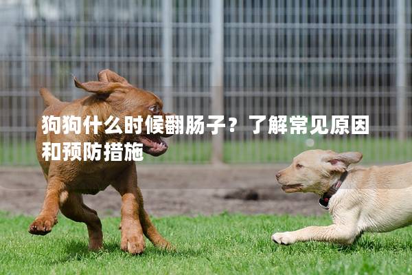 狗狗什么时候翻肠子？了解常见原因和预防措施