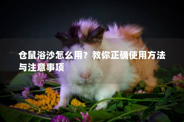 仓鼠浴沙怎么用？教你正确使用方法与注意事项