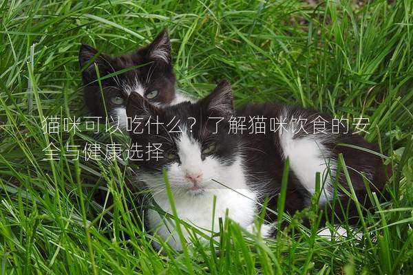 猫咪可以吃什么？了解猫咪饮食的安全与健康选择