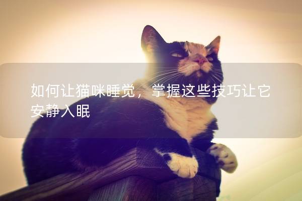 如何让猫咪睡觉，掌握这些技巧让它安静入眠