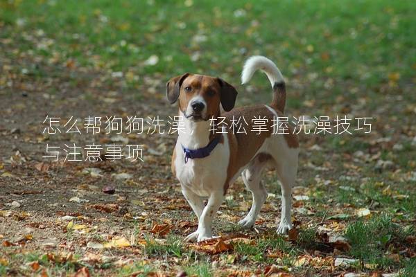 怎么帮狗狗洗澡，轻松掌握洗澡技巧与注意事项