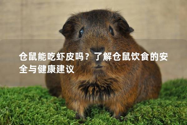仓鼠能吃虾皮吗？了解仓鼠饮食的安全与健康建议
