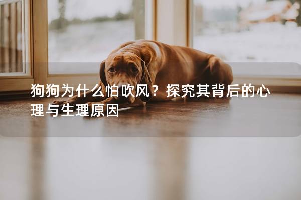 狗狗为什么怕吹风？探究其背后的心理与生理原因