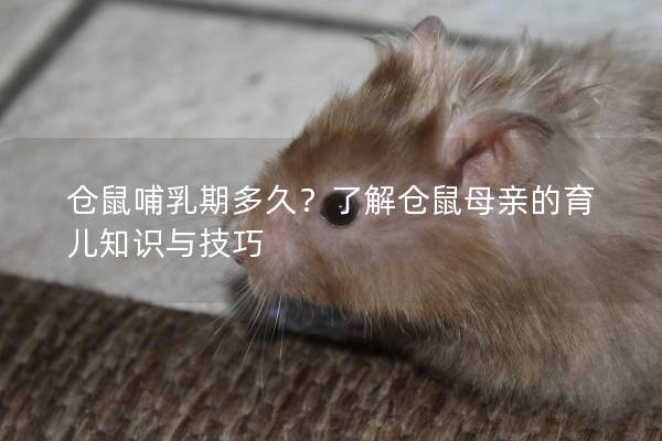 仓鼠哺乳期多久?了解仓鼠母亲的育儿知识与技巧 仓鼠哺乳期多久?了解仓鼠母亲的育儿知识与技巧