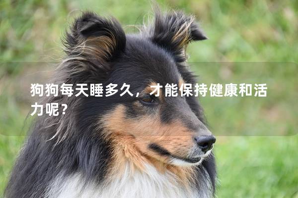 狗狗每天睡多久，才能保持健康和活力呢？