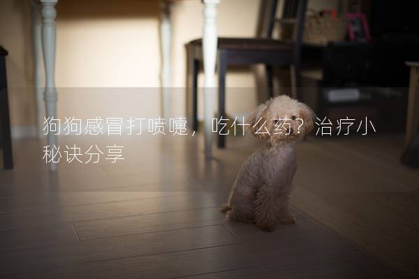 狗狗感冒打喷嚏,吃什么药?治疗小秘诀分享 狗狗感冒打喷嚏,吃什么药?治疗小秘诀分享