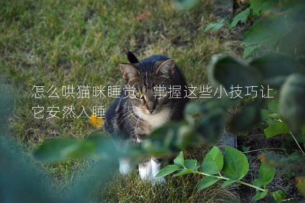 怎么哄猫咪睡觉，掌握这些小技巧让它安然入睡
