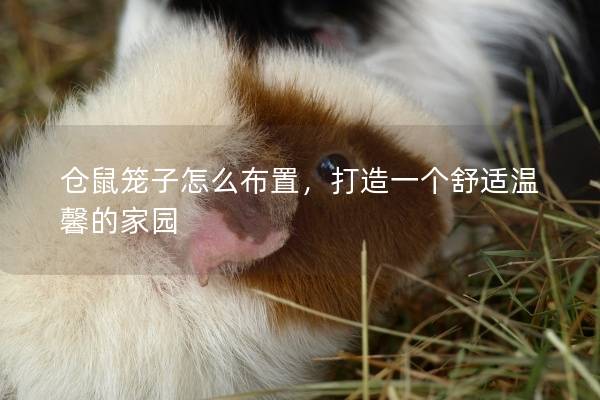 仓鼠笼子怎么布置,打造一个舒适温馨的家园 仓鼠笼子怎么布置,打造一个舒适温馨的家园