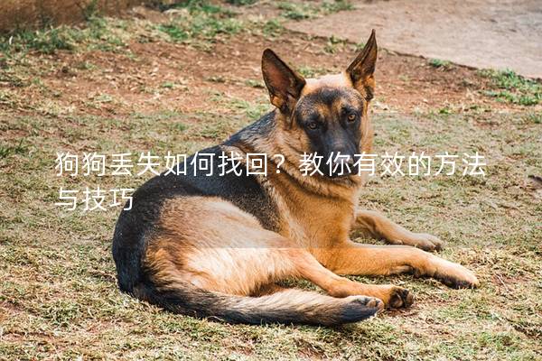 狗狗丢失如何找回？教你有效的方法与技巧