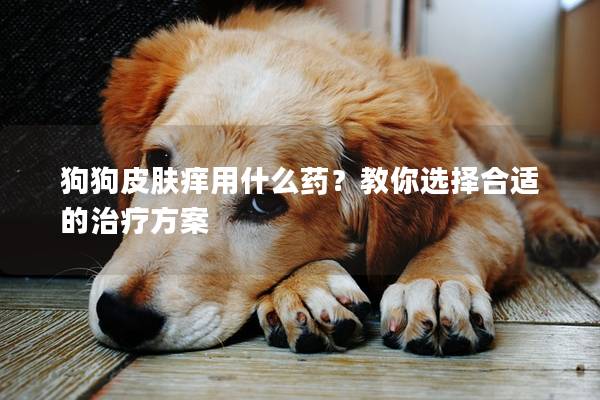 狗狗皮肤痒用什么药？教你选择合适的治疗方案