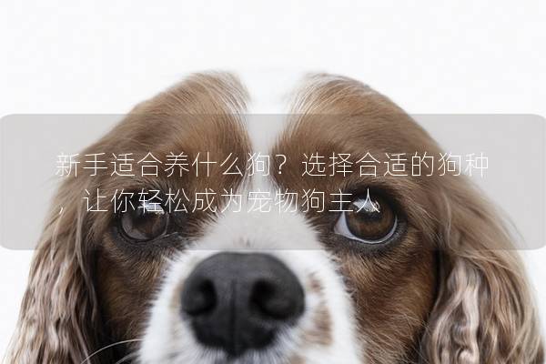 新手适合养什么狗?选择合适的狗种,让你轻松成为宠物狗主人 新手适合养什么狗?选择合适的狗种,让你轻松成为宠物狗主人