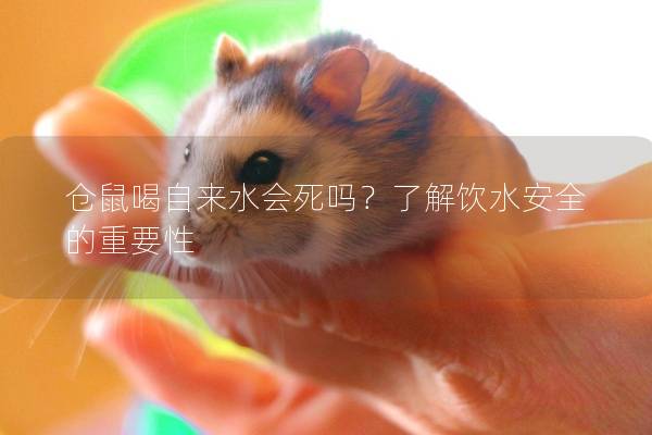 仓鼠喝自来水会死吗？了解饮水安全的重要性