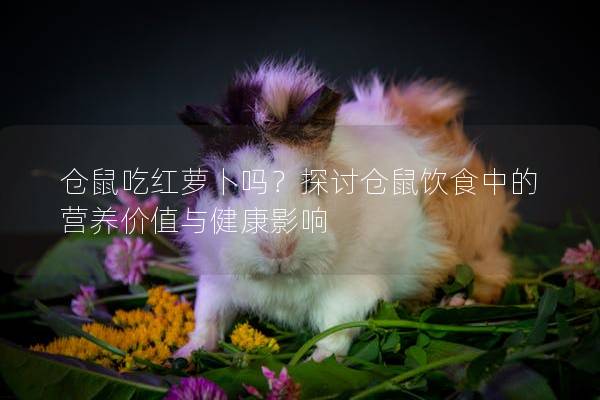 仓鼠吃红萝卜吗？探讨仓鼠饮食中的营养价值与健康影响
