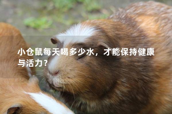 小仓鼠每天喝多少水，才能保持健康与活力？