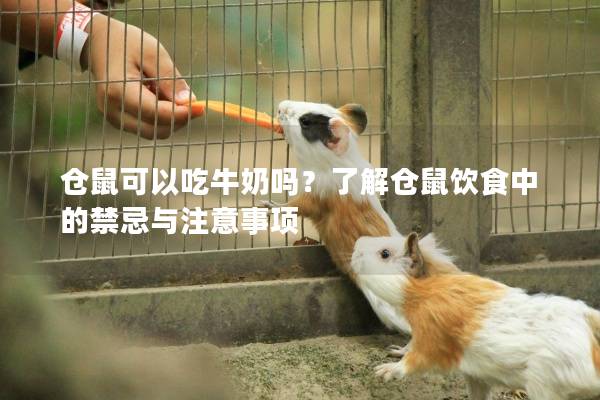 仓鼠可以吃牛奶吗？了解仓鼠饮食中的禁忌与注意事项