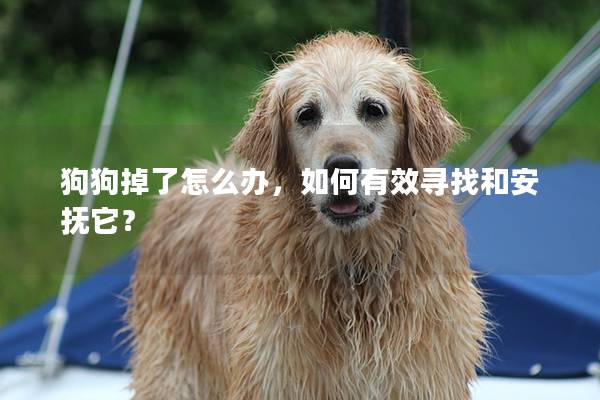 狗狗掉了怎么办,如何有效寻找和安抚它? 狗狗掉了怎么办,如何有效寻找和安抚它?