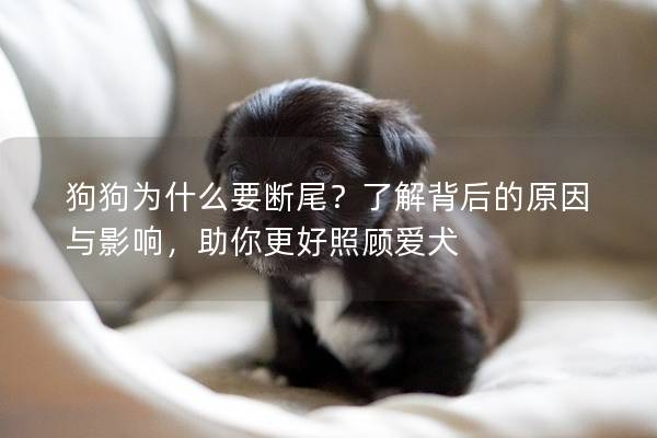 狗狗为什么要断尾?了解背后的原因与影响,助你更好照顾爱犬 狗狗为什么要断尾?了解背后的原因与影响,助你更好照顾爱犬