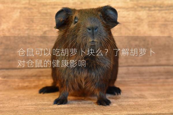 仓鼠可以吃胡萝卜块么？了解胡萝卜对仓鼠的健康影响