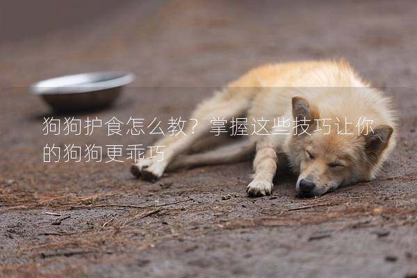 狗狗护食怎么教？掌握这些技巧让你的狗狗更乖巧