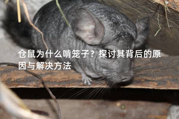 仓鼠为什么啃笼子？探讨其背后的原因与解决方法