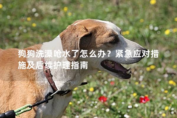 狗狗洗澡呛水了怎么办？紧急应对措施及后续护理指南