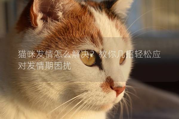 猫咪发情怎么解决？教你几招轻松应对发情期困扰