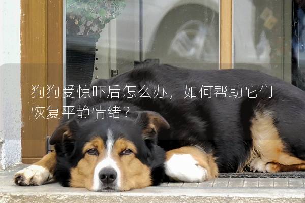 狗狗受惊吓后怎么办，如何帮助它们恢复平静情绪？