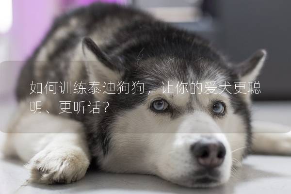 如何训练泰迪狗狗，让你的爱犬更聪明、更听话？