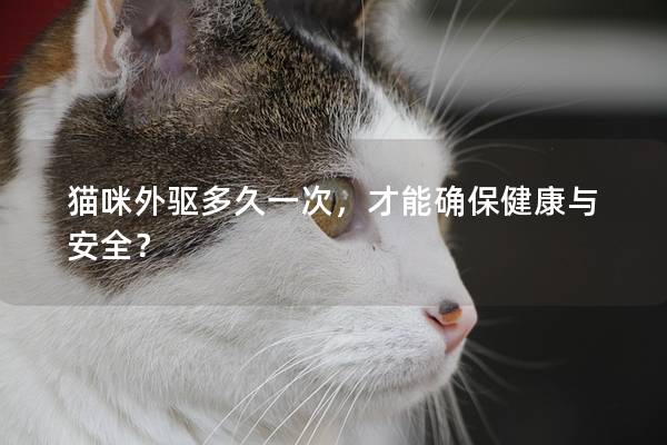 猫咪外驱多久一次，才能确保健康与安全？