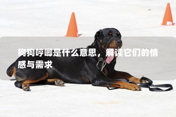 狗狗哼唧是什么意思，解读它们的情感与需求