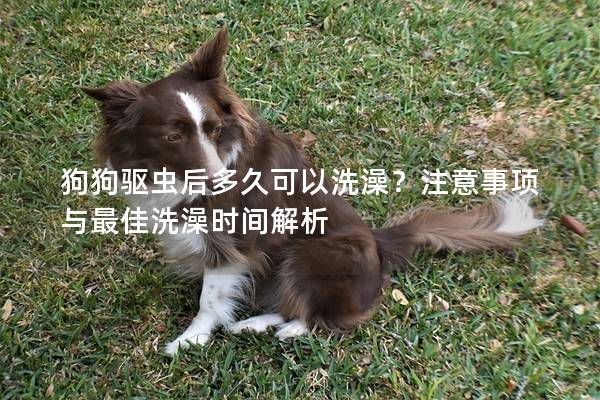 狗狗驱虫后多久可以洗澡？注意事项与最佳洗澡时间解析
