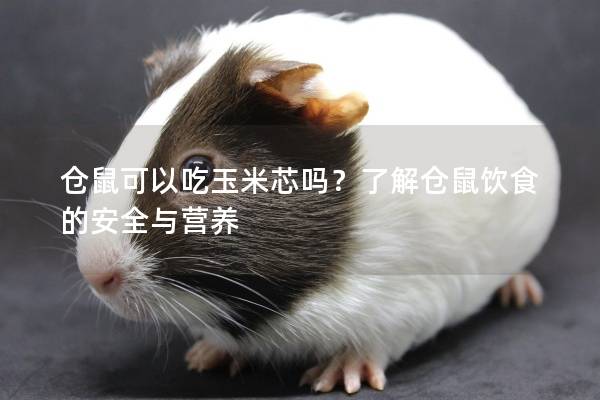 仓鼠可以吃玉米芯吗？了解仓鼠饮食的安全与营养