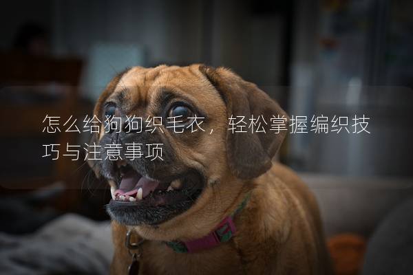 怎么给狗狗织毛衣，轻松掌握编织技巧与注意事项