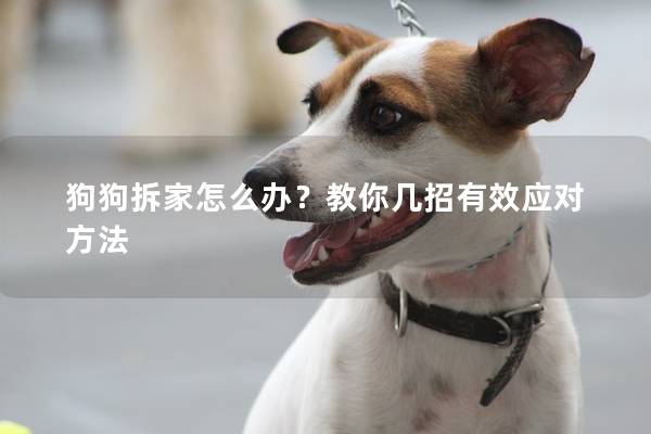 狗狗拆家怎么办？教你几招有效应对方法