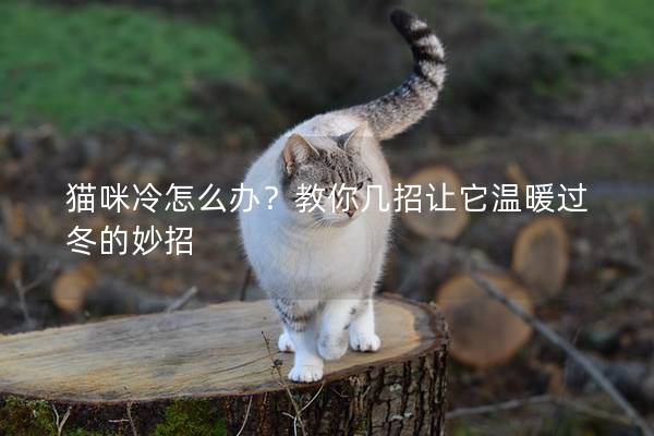 猫咪冷怎么办？教你几招让它温暖过冬的妙招