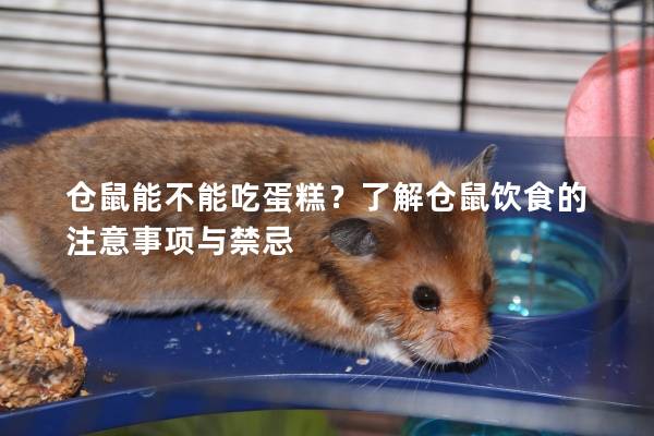 仓鼠能不能吃蛋糕？了解仓鼠饮食的注意事项与禁忌