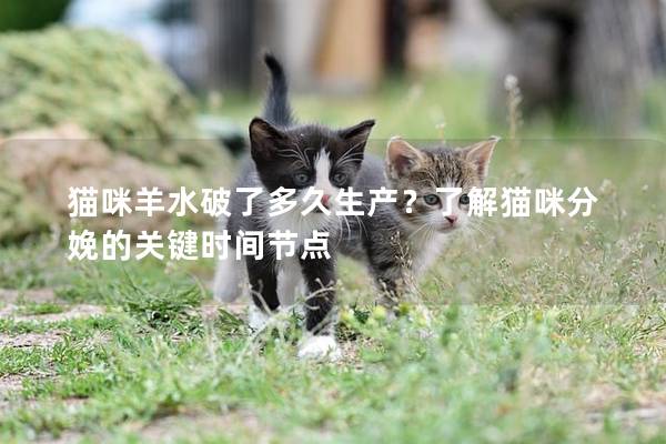 猫咪羊水破了多久生产？了解猫咪分娩的关键时间节点