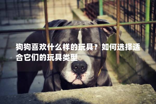 狗狗喜欢什么样的玩具？如何选择适合它们的玩具类型