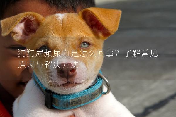 狗狗尿频尿血是怎么回事？了解常见原因与解决方法