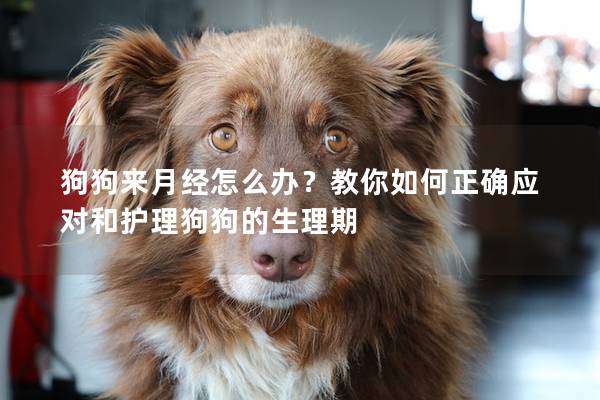 狗狗来月经怎么办？教你如何正确应对和护理狗狗的生理期