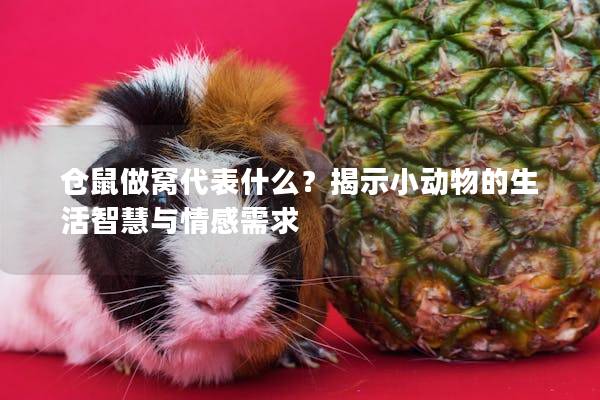 仓鼠做窝代表什么？揭示小动物的生活智慧与情感需求