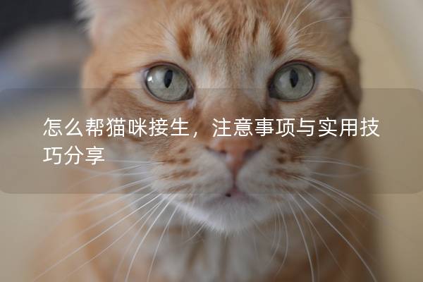 怎么帮猫咪接生，注意事项与实用技巧分享