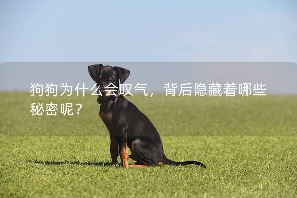 狗狗为什么会叹气，背后隐藏着哪些秘密呢？