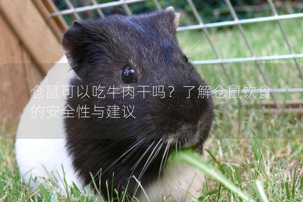 仓鼠可以吃牛肉干吗？了解仓鼠饮食的安全性与建议