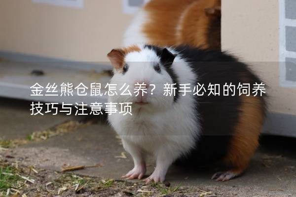 金丝熊仓鼠怎么养？新手必知的饲养技巧与注意事项