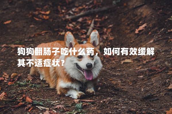 狗狗翻肠子吃什么药，如何有效缓解其不适症状？