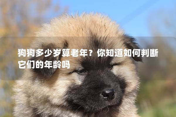 狗狗多少岁算老年？你知道如何判断它们的年龄吗